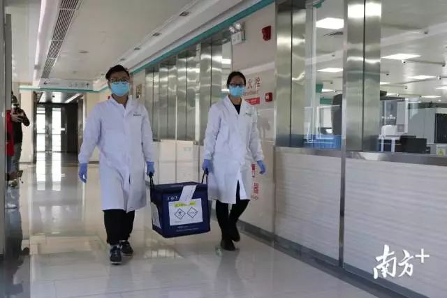 金域醫(yī)學(xué)醫(yī)療冷鏈物流人員將標(biāo)本送往PCR實驗室