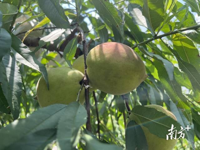 清脆飽滿(mǎn)的鷹嘴桃掛滿(mǎn)枝頭。