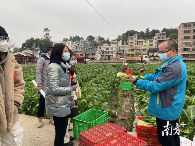 大學(xué)生們一起走進(jìn)九陂鎮(zhèn)四聯(lián)村菜心基地實(shí)地參觀。