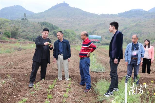 九陂鎮(zhèn)駐鎮(zhèn)幫鎮(zhèn)扶村工作隊(duì)、九陂鎮(zhèn)人民政府農(nóng)業(yè)農(nóng)村工作辦公室工作人員到田間查看溪黃草幼苗情況。