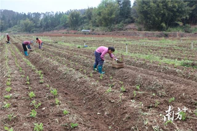 農(nóng)戶正在種植溪黃草幼苗。