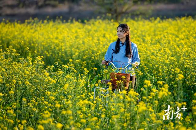 菜心花田。李少輝 攝
