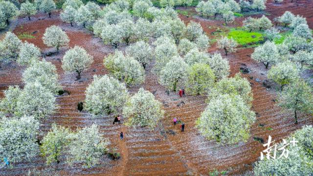 連州梨花。丘貴星 攝