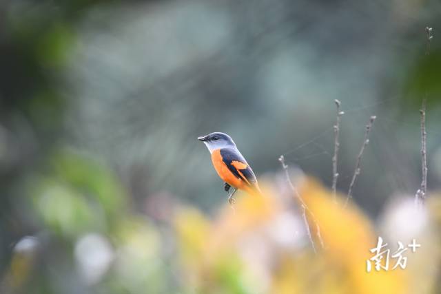 灰喉山椒鳥(niǎo)。伍國(guó)儀 攝