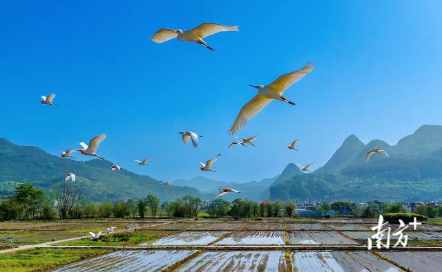 藍(lán)天精靈在青山綠水間自由翱翔。羅敏 攝