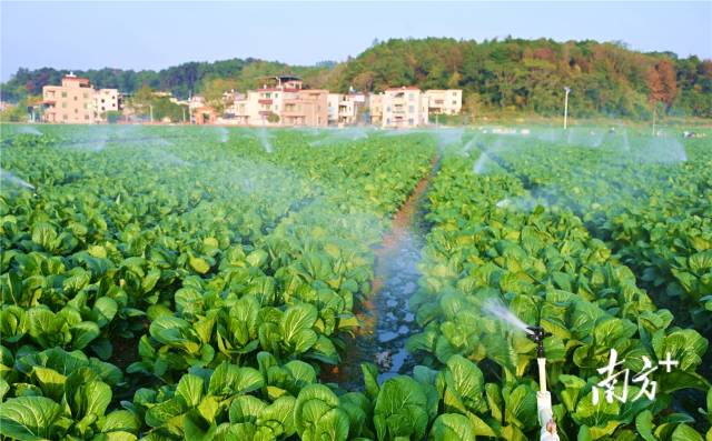 水肥一體化，讓基地每年節(jié)約成本約200萬元。黃津 攝