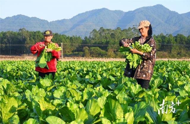 連州菜心。黃津 攝