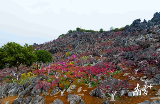 東陂鎮(zhèn)大洞村石林桃花園內(nèi)層層疊疊的桃花。愛地旅游 供圖