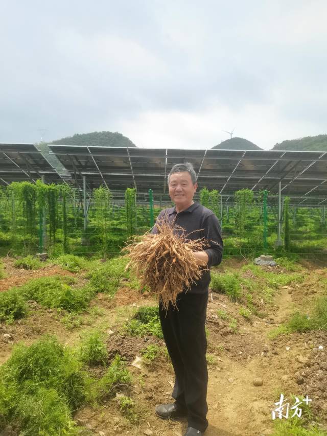西江鎮(zhèn)以“農(nóng)光互補”模式盤活土地資源，實現(xiàn)清潔能源開發(fā)與特色農(nóng)業(yè)發(fā)展雙向賦能。西江鎮(zhèn)供圖